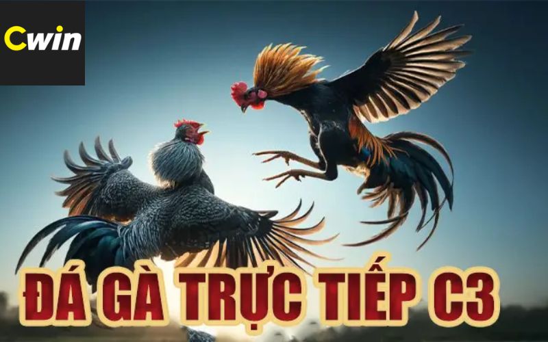 Giới thiệu về đá gà trực tiếp c3