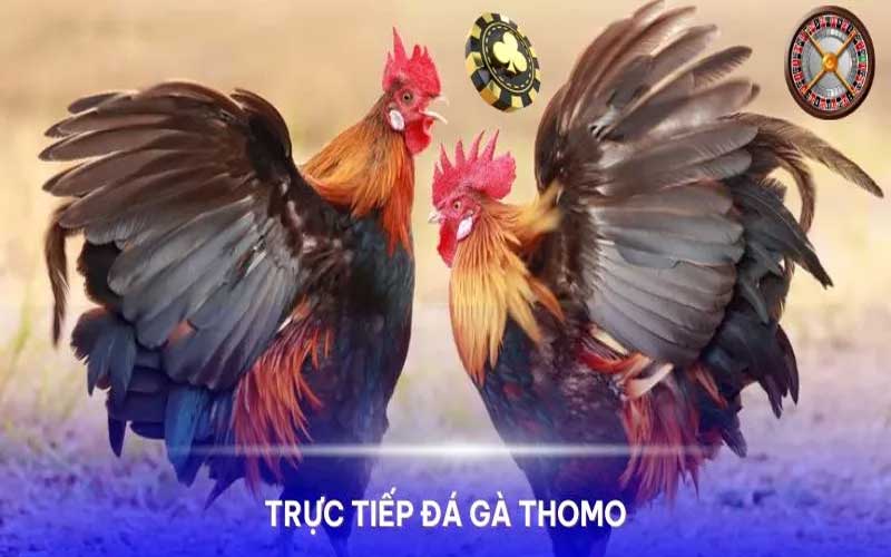 Đá gà thomo cùng cwin05